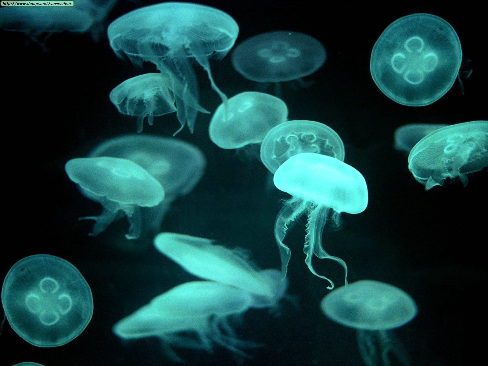Fotos de medusas y corales (I)